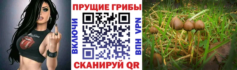 Псилоцибиновые грибы GOLDEN TEACHER закладка Бугульма